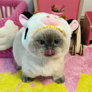 Meet your Posher, Danya